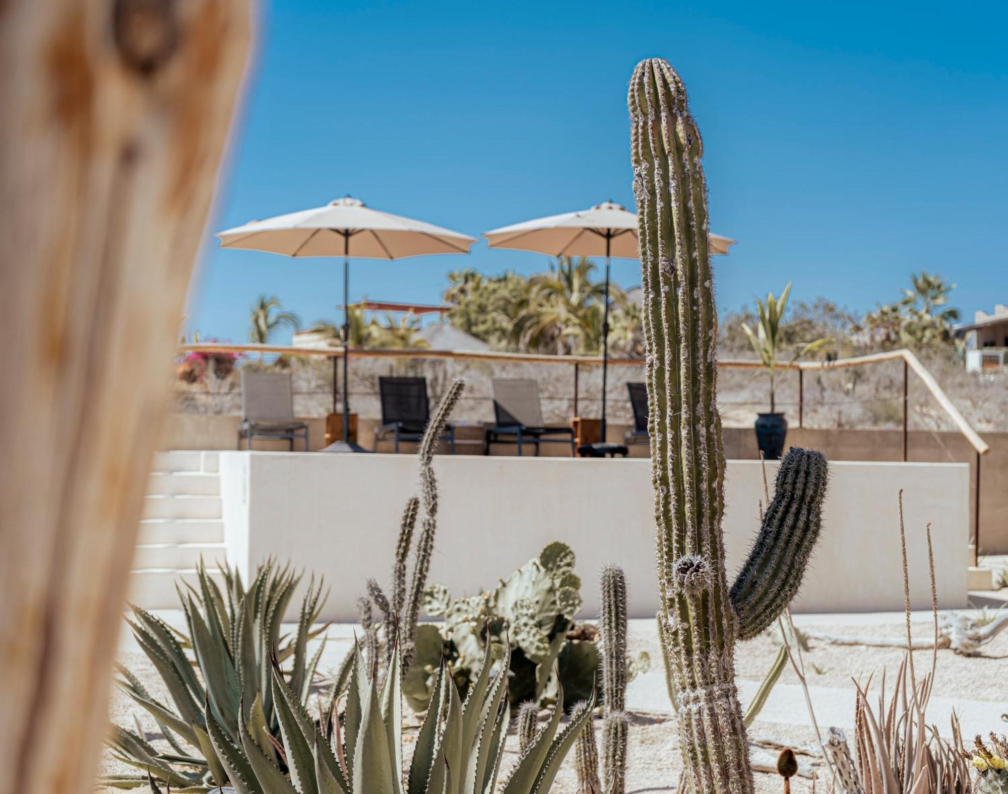 Baja Temple Hotel Todos Santos Exterior photo